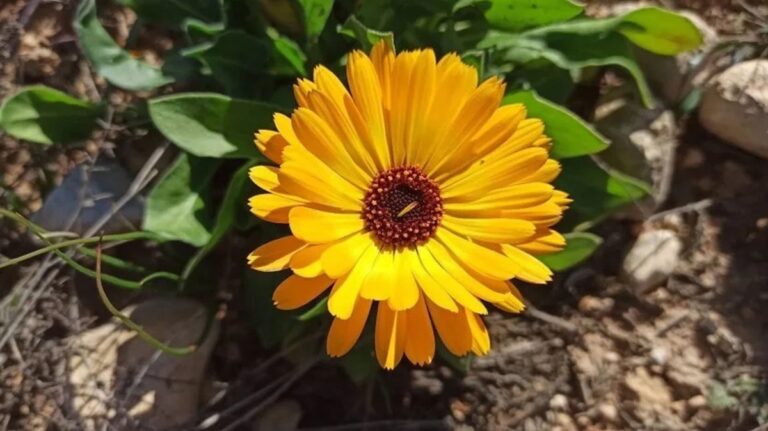 calendula-scheda