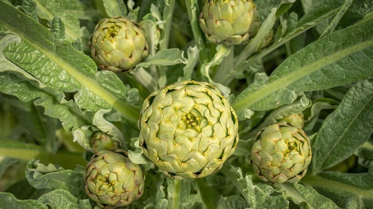 carciofo-scheda-di-coltivazione