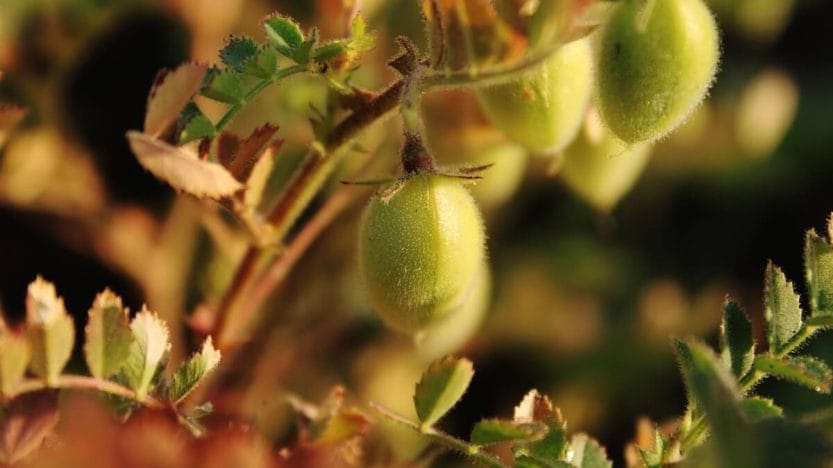 ceci-scheda-coltivazione