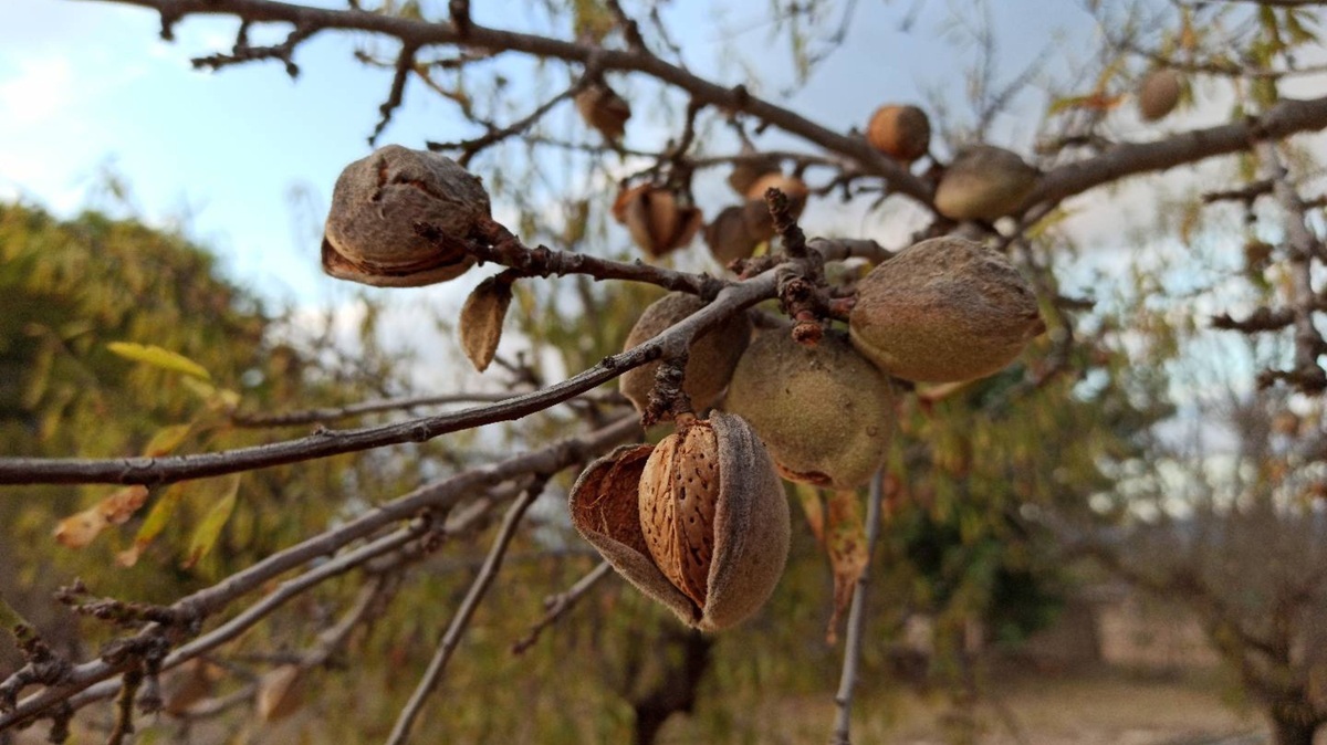 mandorle-tutti-i-benefici-per-la-salute