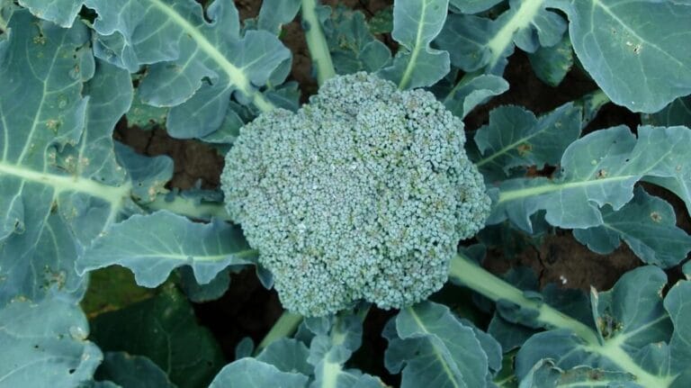 come-coltivare-i-broccoli