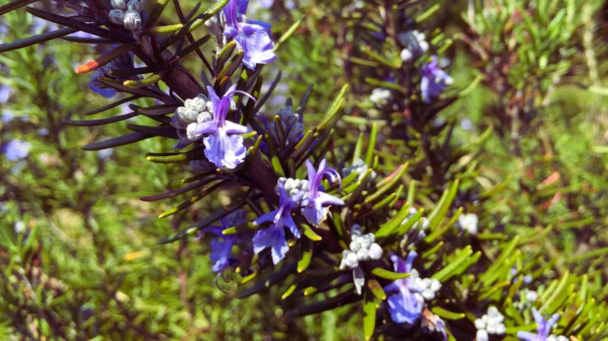 come-coltivare-il-rosmarino