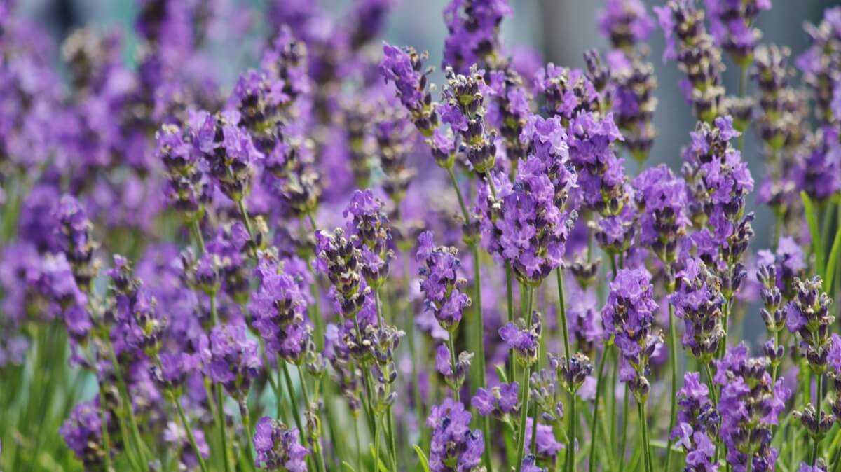 lavanda-dalla-semina-alla-raccolta
