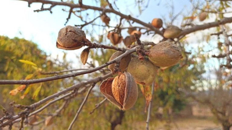 Scopri di più sull'articolo MANDORLE ATTIVATE: COSA SONO, COME FARLE E PERCHE’