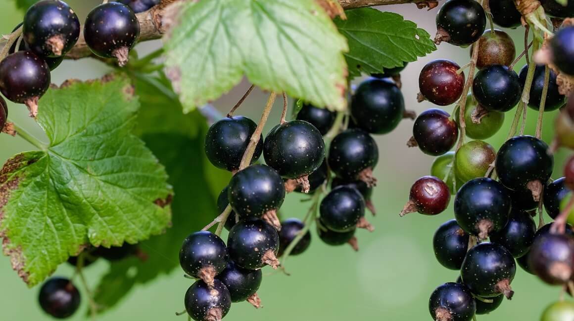 Scopri di più sull'articolo RIBES NERO PROPRIETÀ E UTILIZZI DEL CORTISONE NATURALE