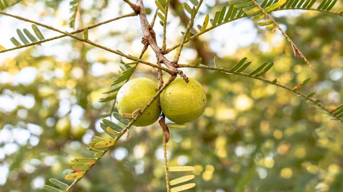 Scopri di più sull'articolo AMLA: PROPRIETÀ E USI DELL’UVA SPINA INDIANA