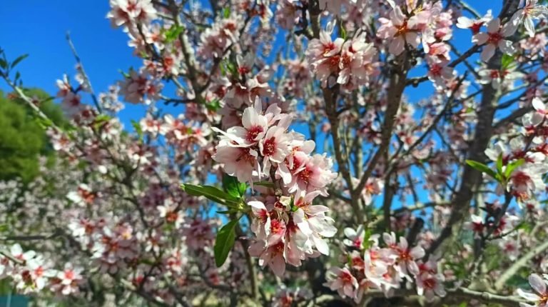 Scopri di più sull'articolo AYURVEDA E PRIMAVERA: GUIDA AI MIGLIORI CONSIGLI